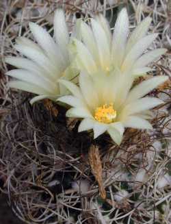 (Turbinicarpus pseudomacrochele ssp. krainzianus )