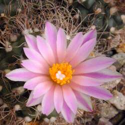 (Turbinicarpus pseudomacrochele ssp. krainzianus )