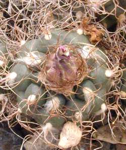 (Turbinicarpus pseudomacrochele ssp. krainzianus )