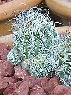 (Turbinicarpus pseudomacrochele ssp. lausseri )