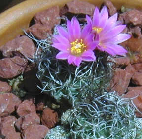 (Turbinicarpus pseudomacrochele ssp. lausseri )