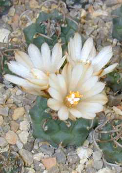 (Turbinicarpus schmiedickeanus ssp. klinkerianus  'lilinkeuidus' )