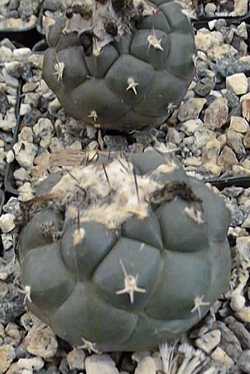 (Turbinicarpus lophophoroides)