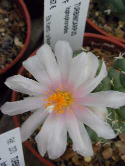 (Turbinicarpus lophophoroides)