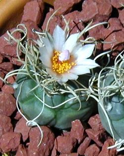 (Turbinicarpus macrochele)