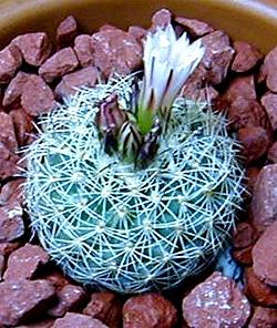 (Turbinicarpus saueri ssp. nelissae )