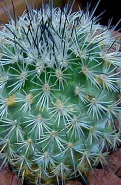 (Turbinicarpus mandragora ssp. pailanus )