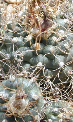 (Turbinicarpus pseudomacrochele ssp. pseudomacrochele )