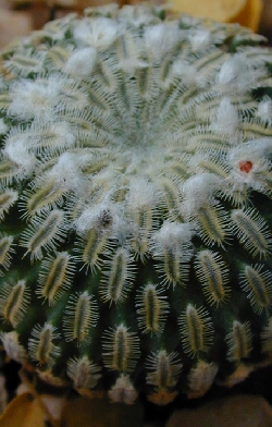 (Turbinicarpus pseudopectinatus)