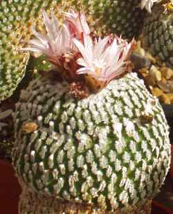 (Turbinicarpus pseudopectinatus)