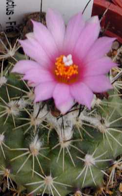 (Turbinicarpus roseiflorus)