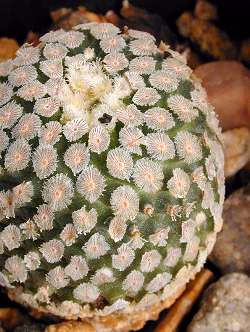 (Turbinicarpus valdezianus)