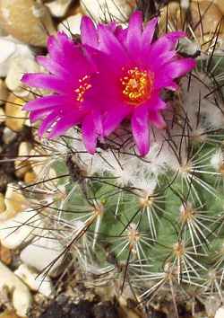 (Turbinicarpus viereckii)