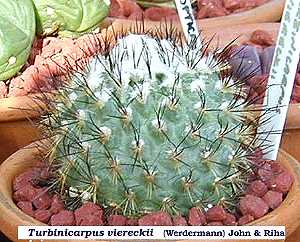 (Turbinicarpus viereckii)