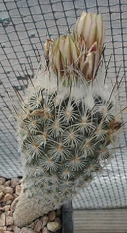 (Turbinicarpus mandragora ssp. zaragozae )