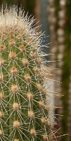 (Weberbauerocereus longicomus)