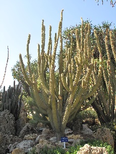 (Weberbauerocereus longicomus)