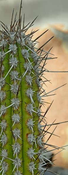 (Weberbauerocereus weberbaueri)