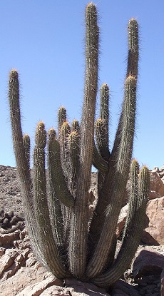 (Weberbauerocereus weberbaueri)