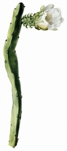 (Weberocereus panamensis)