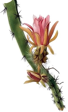 (Weberocereus tunilla)