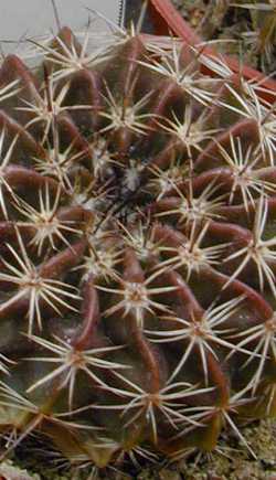 (Parodia sellowii)