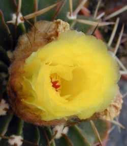 (Parodia sellowii)