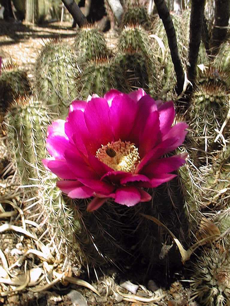 Echinocereus Engelmannii Boyce-thompsonii – Hardy Cactus Seeds (Boyce Thompson Hedgehog)