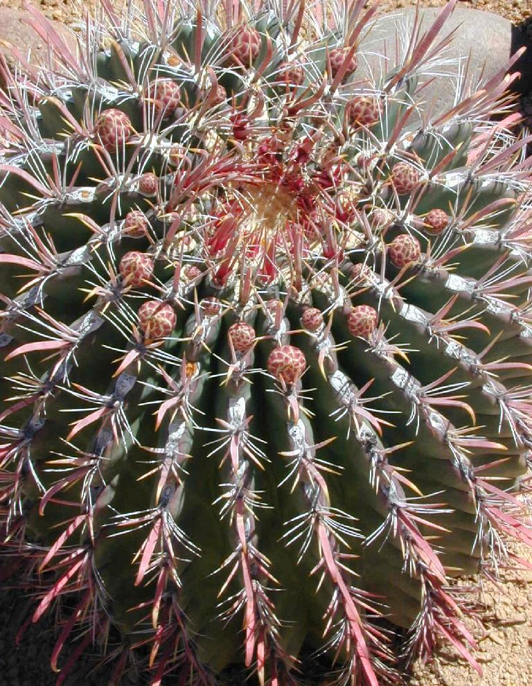 https://www.desert-tropicals.com/Plants/Cactaceae/big/Ferocactus_tiburonensis.jpg