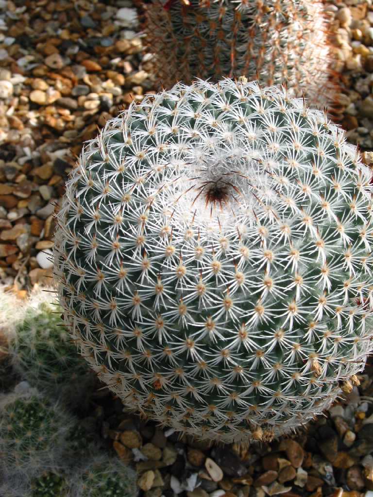 Mammillaria albilanata