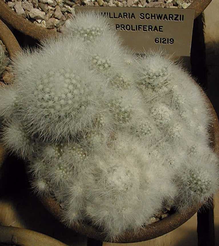 Mammillaria schwarzii
