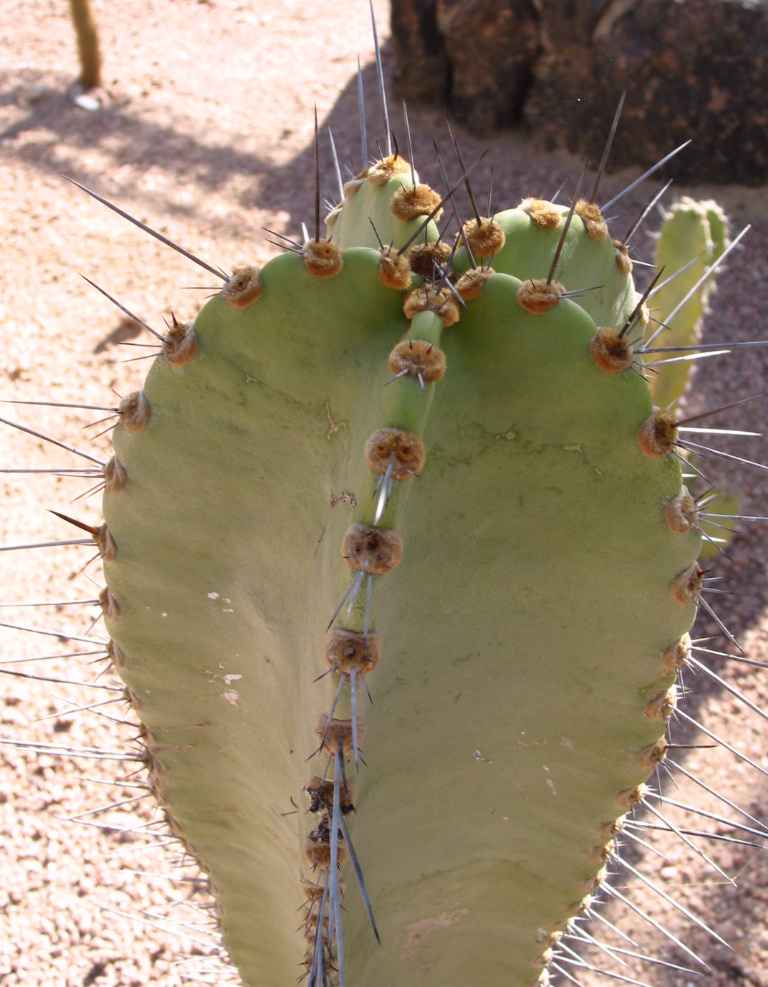 Neoraimondia Arequipensis - Big Bed of Straw - Rare Weird Cactus - 20 –  IDSeeds Farm