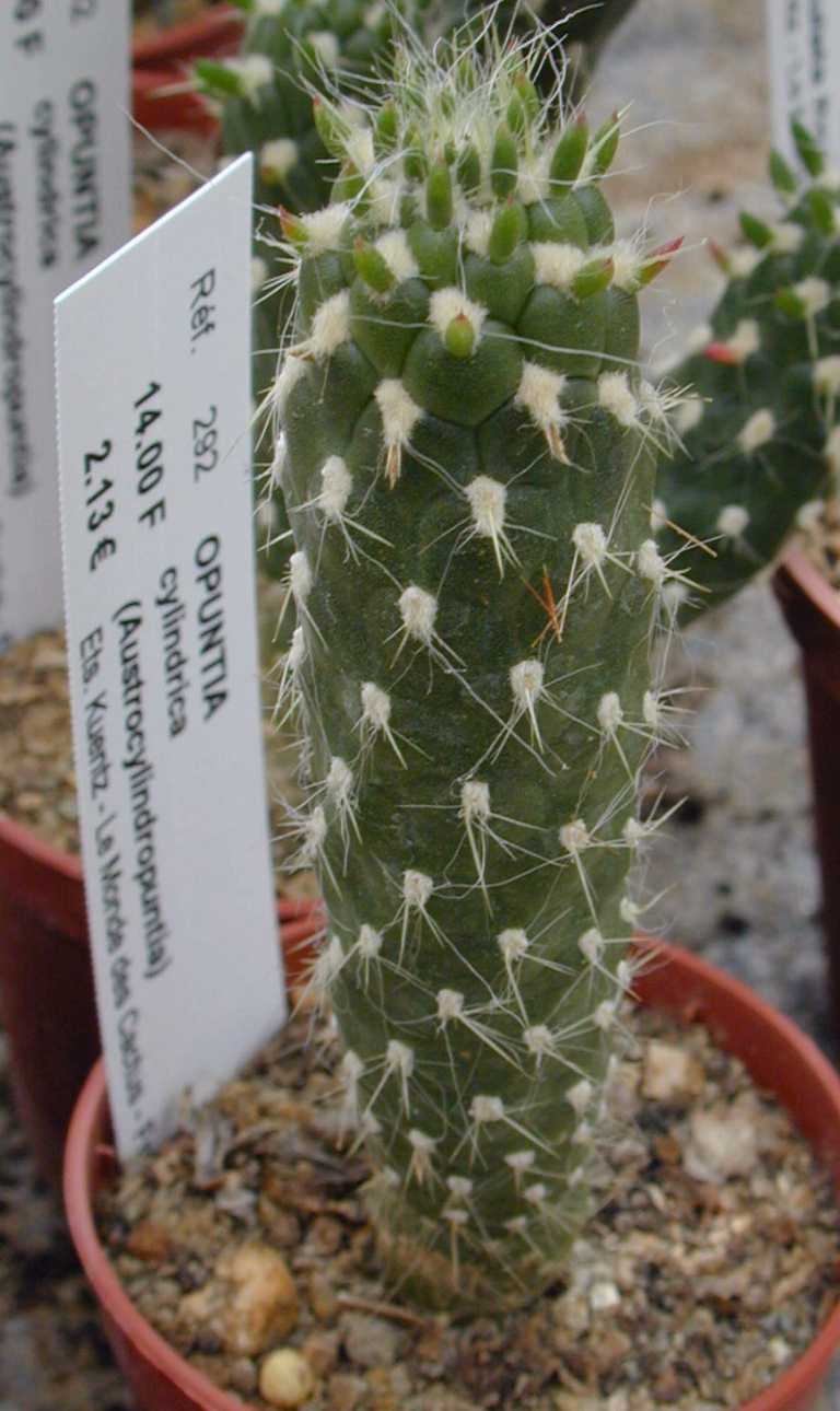 Austrocylindropuntia cylindrica