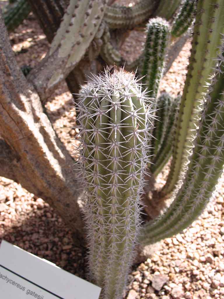 Pachycereus Gatesii