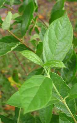 Eastern Sweetshrub, Carolina Allspice(Calycanthus floridus)