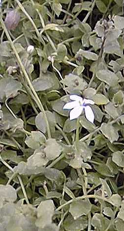 Blue Star Creeper, Swamp Isotoma(Isotoma fluviatilis)