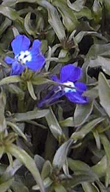 Edging Lobelia(Lobelia erinus)