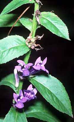 Great Blue Lobelia(Lobelia siphilitica)