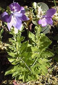 Balloon Flower(Platycodon grandiflorus)