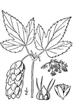 Common Hop(Humulus lupulus)