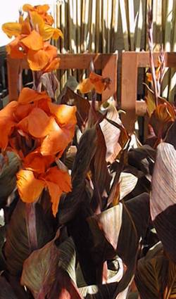 Canna(Canna indica)