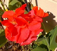 Canna(Canna indica)