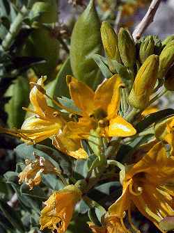 Bladderpod Spiderflower, Burro Fat(Cleome isomeris)