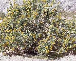 Bladderpod Spiderflower, Burro Fat(Cleome isomeris)