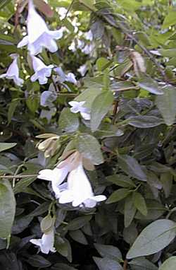 Glossy Abelia(Abelia Χ grandiflora)