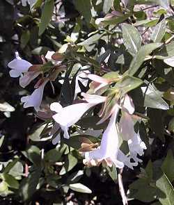 Glossy Abelia(Abelia Χ grandiflora)