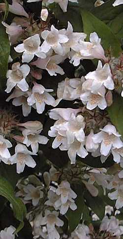 Beauty Bush(Kolkwitzia amabilis)