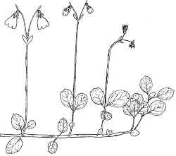 Twinflower(Linnaea borealis)