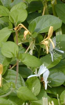 Japanese Honeysuckle, Hall's Honeysuckle(Lonicera japonica)