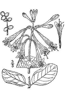 Trumpet Honeysuckle(Lonicera sempervirens)